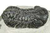 Bargain, Austerops Trilobite - Visible Eye Facets #251024-1